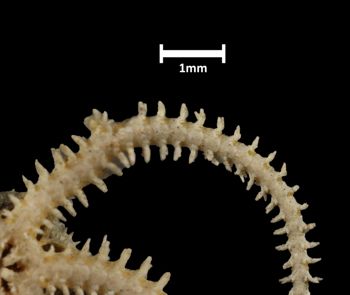 Media type: image;   Invertebrate Zoology OPH-5039 Aspect: leg-ventral
